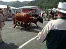 Bull run